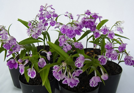 ���|�ȁ@���i1